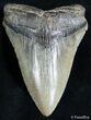 Inch Carolina Megalodon Tooth #2577-1